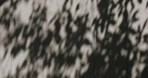 Summer concept the motion of leaves sunlight natural shadow overlay on white  Stock Footage 197343327