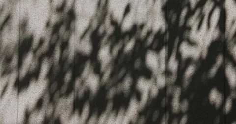 Summer concept the motion of leaves sunlight natural shadow overlay on white  Stock Footage 197343331