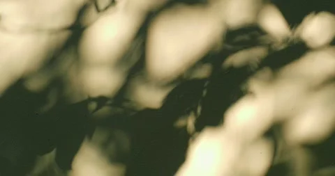Summer concept, motion of leaves sunlight natural shadow overlay on yellow wall. Stock Footage 273368560