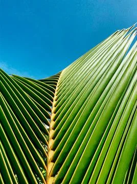 Summer concept. Palm leaf close up. Clear blue sky in the background Stock Photos