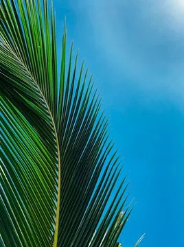 Summer concept. Palm leaf close up. Clear blue sky in the background for inse Stock Photos