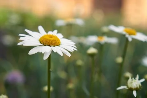 Summer concept, screensaver. View of daisy blossom in spring. selective soft Stock Photos