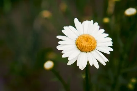 Summer concept, screensaver. View of daisy blossom in spring. selective soft Stock Photos