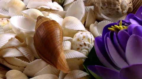 Summer Concept with Seashells Stock Footage 59747260