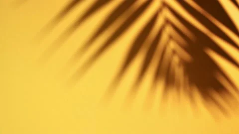 Summer concept. Shadow of tropical palm leaf against yellow wall Видео 170037995