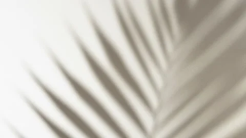Summer concept. Shadow of tropical palm leaf against white wall Stock Footage 170038041