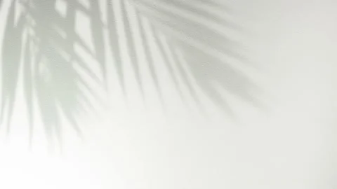 Summer concept. Shadow of tropical palm leaf against white wall Vidéo 170038070