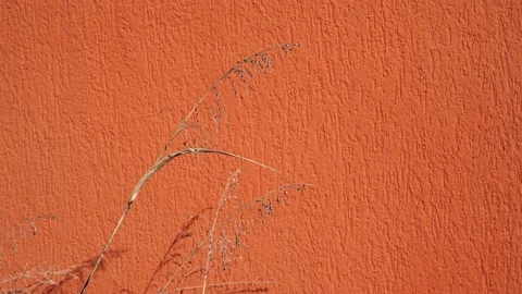 Summer concept spikelets with shadows on bright orange texture background Stock Footage 236453222