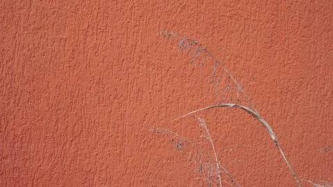 Summer concept spikelets with shadows on bright orange texture background Stock Footage 238975832