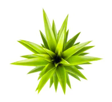 Summer concept. Top view pineapple leaves on white background. Fresh pineappl Stock Photos