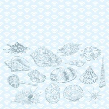 Summer concept with Unique museum collection of sea shells rare endangered sp Stock Illustration