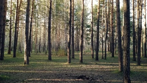 Summer coniferous forest 库存影片 90583511