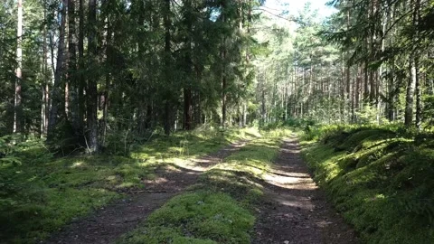 Summer in the coniferous forest Stock Footage 142211277