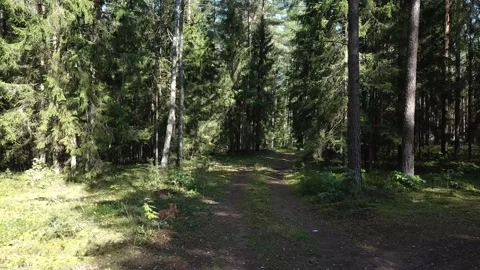 Summer in the coniferous forest Vídeo Stock 142211319