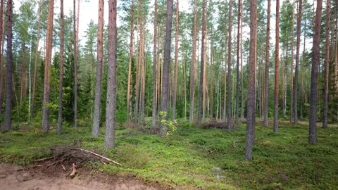Summer coniferous forest Stock Footage 253566620