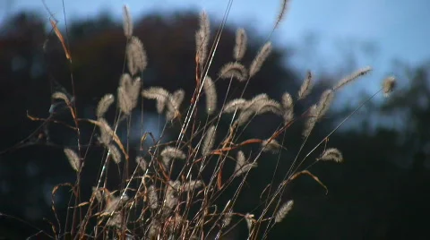 Summer Corn Barley  Stock Footage 344142