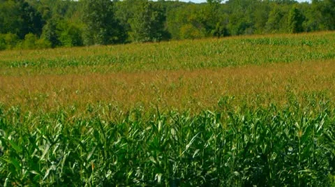 Summer corn crop Stock Footage