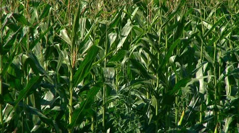 Summer corn crop Stock Footage 10901701