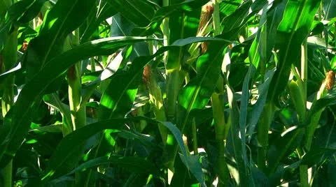 Summer corn crop Stock Footage 10901866