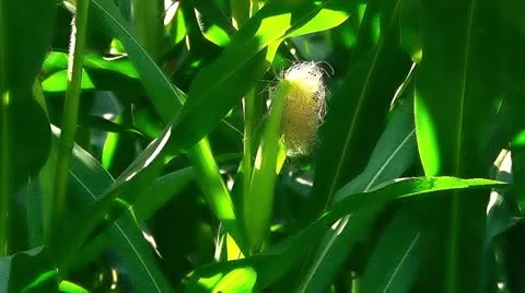 Summer corn crop Stock Footage 10901938
