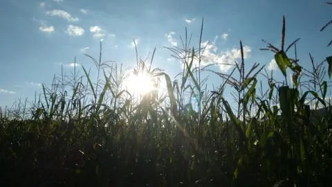 Summer Corn Fields Stock Photos