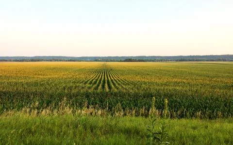 Summer Corn Stock Photos
