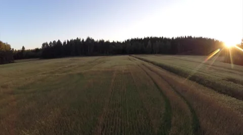 Summer Cornfield - Aerial Video stock 53863387
