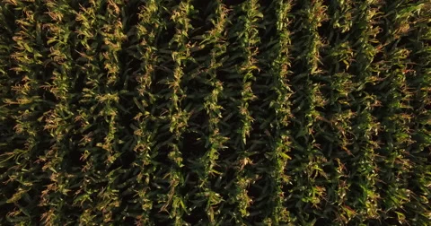 Summer Cornfield Corkscrew drone shot Stock Footage 68934692