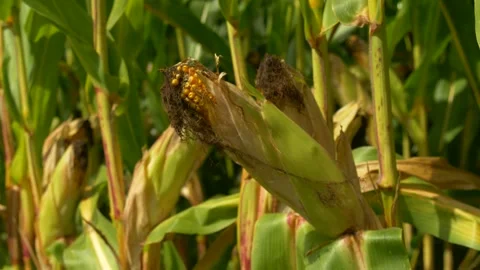 Summer Cornfield with Ripening Maize Cob Stock Footage 325528471