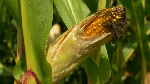 Summer Cornfield with Ripening Maize Cob Stock Footage 325528501