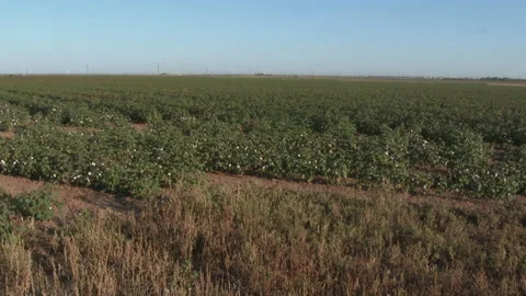 Summer cotton field changes from green to white with new cotton, 4K. Stock Footage 164415796