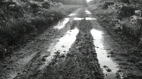 Summer, country road after rain Stock Footage 110840341