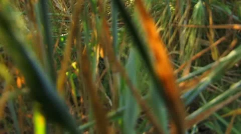 Summer in countryside Stock Footage 21374706
