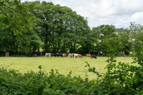 Summer Cows field Stock Photos