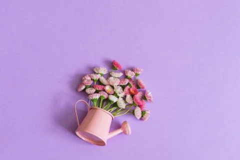 Summer creative composition in minimal style. White and pink Marguerite daisy Stock Photos