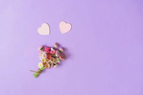 Summer creative composition in minimal style. White and pink Marguerite daisy Stock Photos