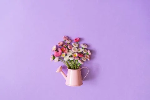 Summer creative composition in minimal style. White and pink Marguerite daisy Stock Photos