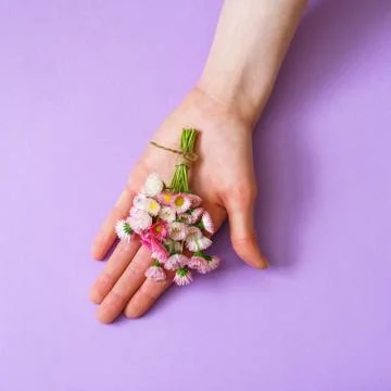 Summer creative composition in minimal style. White and pink Marguerite daisy Stock Photos