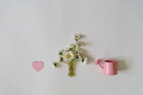 Summer creative composition in minimal style. White Marguerite daisy flowers  Stock Photos