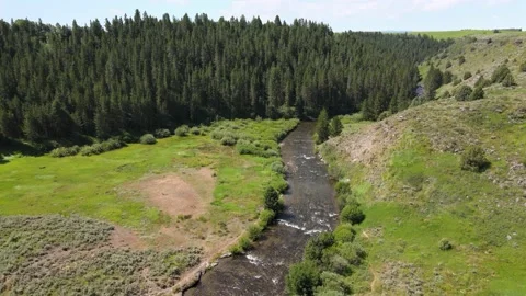 Summer Creek Next to Pine Tree Woods and Highway Rural America Stock Footage 154135886