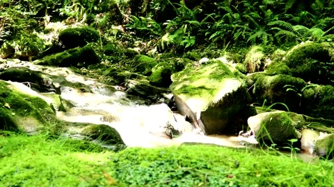 Summer Creek With Surrounding Moss 스톡 동영상 201006165