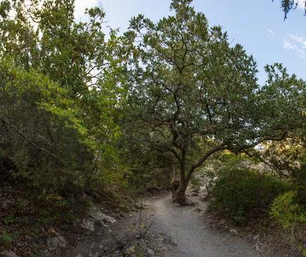 Summer Crimean landscape, juniper grove on a sunny day, Golitsyn Trail, Crime Stock Photos