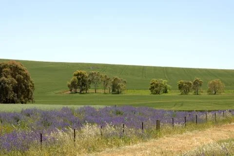 Summer crop Stock Photos