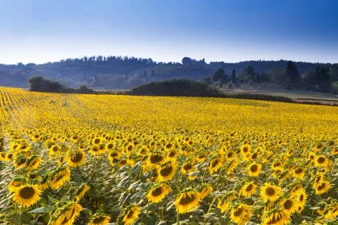 Summer crops Stock Photos