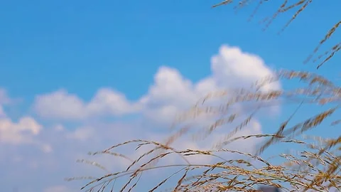 Summer Cumulonimbus Clouds and Light Blue Sky through Golden Shimmering Weeds,4K Stock Footage 340950505