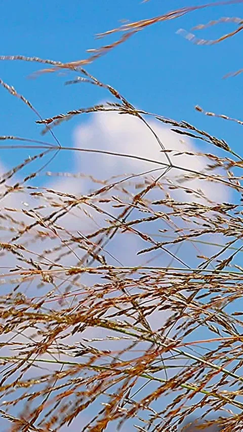 Summer Cumulonimbus Clouds and Light Blue Sky through Golden Shimmering Weeds Stock Footage 340950517