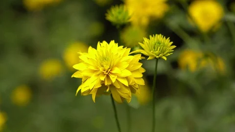 Summer Dacha 11 (2) Stock Footage 114666726