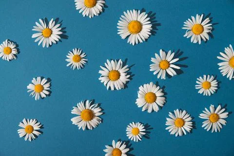 Summer daisies on a blue background Stock Photos