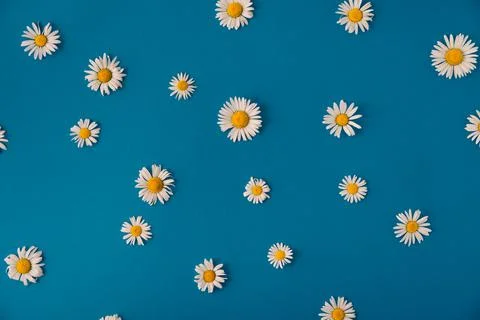 Summer daisies on a blue background Stock Photos