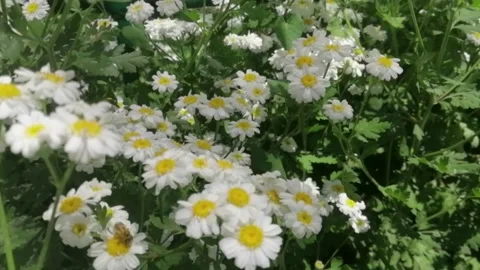 Summer daisies Stock Footage 133042790